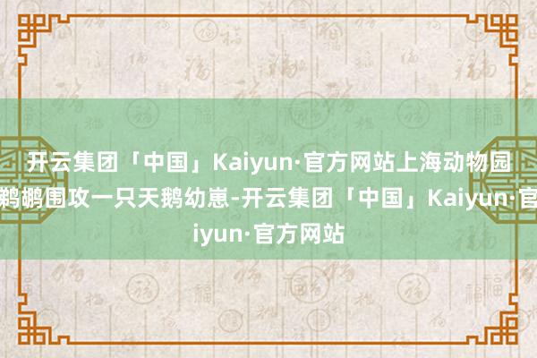 开云集团「中国」Kaiyun·官方网站上海动物园内一群鹈鹕围攻一只天鹅幼崽-开云集团「中国」Kaiyun·官方网站